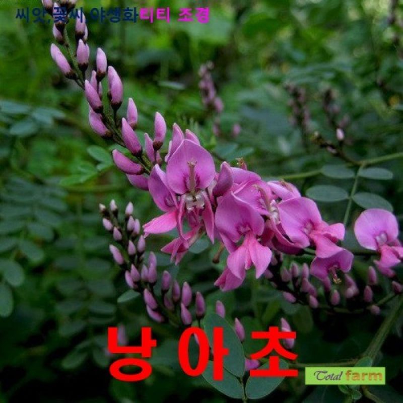 분홍색꽃이 아름다운 야생화 낭아초 씨앗 50립 이미지/