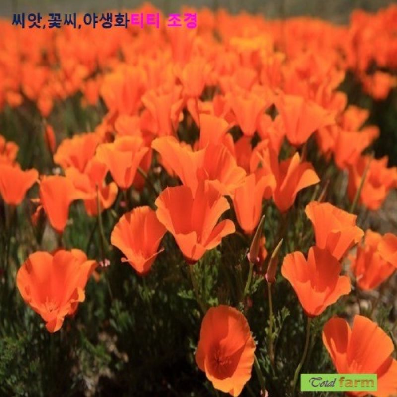 희귀씨앗 캘리포니아 양귀비 50립 / 화려한 컵모양의 꽃 이미지/
