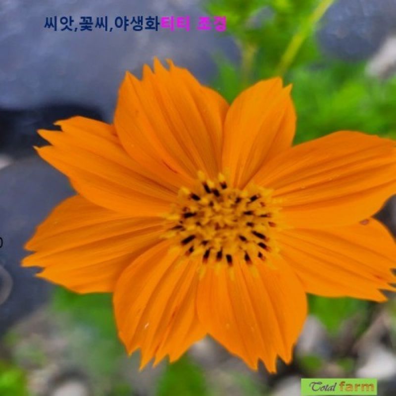 황색코스모스 씨앗 15립 / 주황색 꽃이 아름다운 이미지/