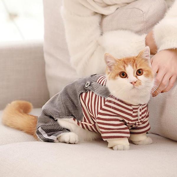 야옹이 옷 고양이 겨울 네발 보온 귀여운 의류 이미지