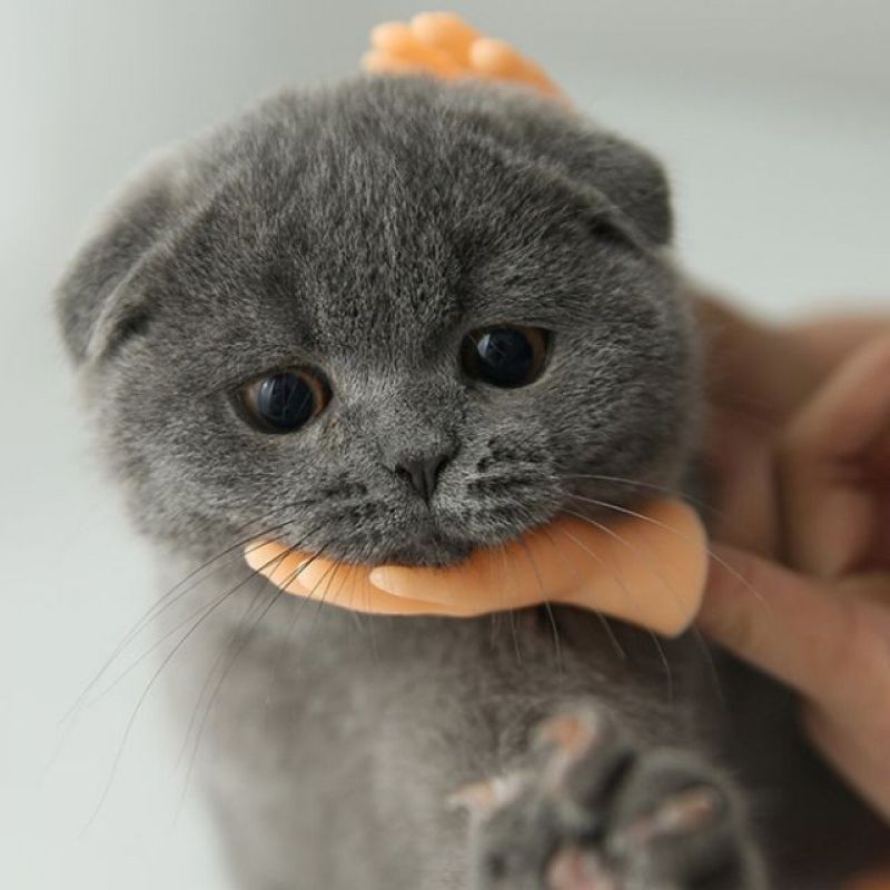 DGITEM 핑거핸드 고양이 장난감 인스타 틱톡 손가락 이미지/