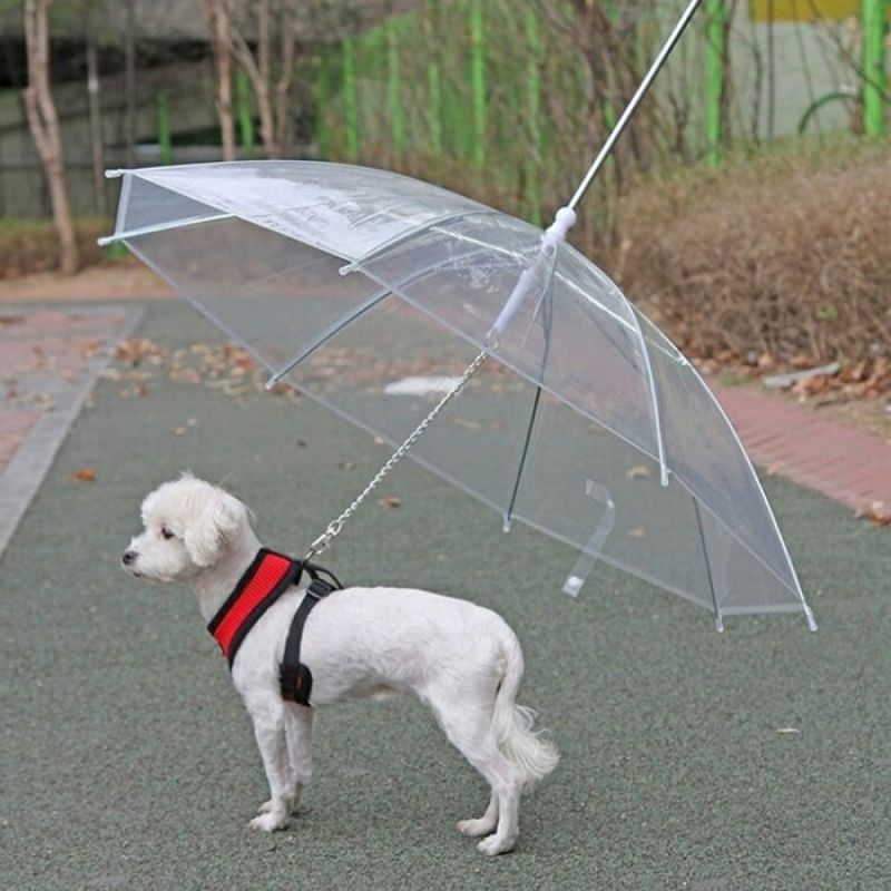 강아지 애견 우산 비오는날 산책 용품 우비 반려견 비옷 개우산 이미지/